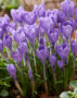 Crocus tommasinianus Hummingbird