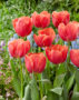 Tulipa Caro