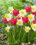 Tulipa Lady van Eijk, Narcissus Sugar Dipped