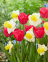 Tulipa Lady van Eijk, Narcissus Sugar Dipped