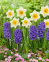 Narcissus Fragrant Breeze, Hyacinthus Blue