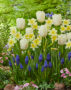 Narcissus Promland, Tulipa Royal Virgin, Muscari