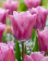 Tulipa Anjesca