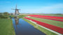 Hollandse tulpenvelden