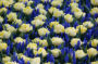 Tulipa Secret Perfume, Muscari Blue Horizon