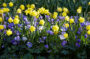 Narcissus Roundita, Anemone blanda Blue Shades