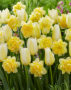 Tulipa Francoise, Narcissus Sweet Pomponette
