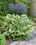 Hosta Twilight