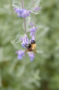 Bee on Nepeta flower