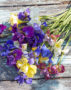 Iris sibirica mix
