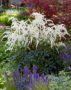 Astilbe japonica Moccachino