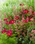 Cosmos bipinnatus, Heuchera Paris, Pennisetum alopecuroides Hameln