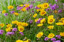 Mixed perennials