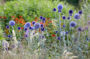 Echinops ritro Veitchs Blue