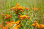 Asclepias tuberosa, Deschampsia cespitosa Goldtau