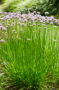 Allium Summer Beauty