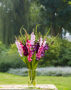 Gladiolus Purple and Pink Mix