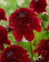 Dahlia red