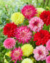 Dahlia gemengd