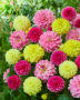 Dahlia gemengd