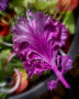 Brassica Rainbow Candy Crush, edible ornamental cabbage