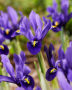 Iris reticulata Pixie