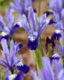 Iris reticulata Fabiola