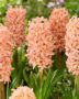 Hyacinthus Bestseller