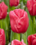 Tulipa Moneypenny