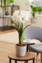 Hippeastrum white