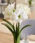 Hippeastrum white