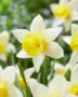 Narcissus Jaruary Gold