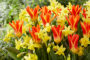 Narcissus Yellow Sailboat, Tulipa Jaris Mason