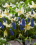 Erythronium White Beauty, Muscari Blue Magic