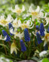 Erythronium White Beauty, Muscari Blue Magic