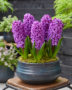 Hyacinthus Purple Dream