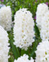Hyacinthus Don Leon