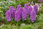 Hyacinthus Purple Dream