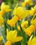 Narcissus Warbler