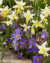 Anemone blanda, Narcissus Toto
