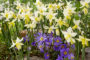 Anemone blanda, Narcissus Toto