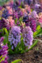 Hyacinthus gemengd