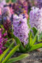 Hyacinthus paars