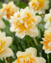 Narcissus Peach Cobbler