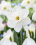 Narcissus Stainless Narcissus Stainless