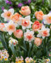 Narcissus en Tulipa gemengd