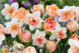 Narcissus en Tulipa gemengd
