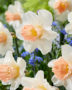 Narcissus Pink Parasol