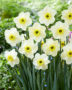 Narcissus Mint Julep