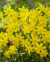 Narcissus Baby Moon Narcissus Baby Moon